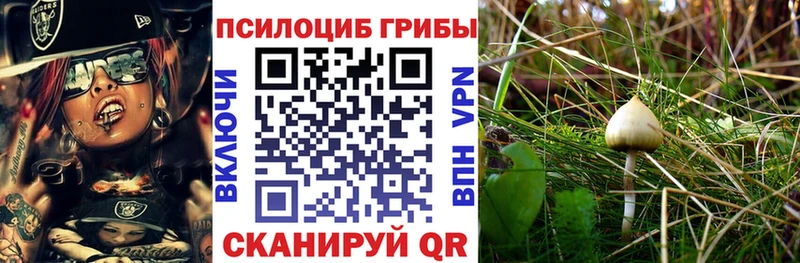 Псилоцибиновые грибы Psilocybine cubensis  где продают   кракен ССЫЛКА  Глазов 